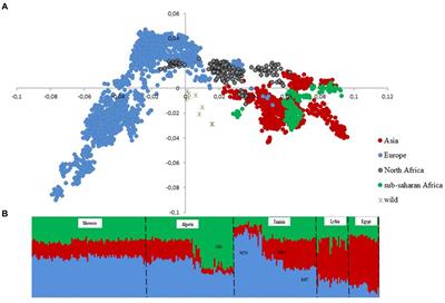 Refining the genomic profiles of North African sheep breeds through meta-analysis of worldwide genomic SNP data